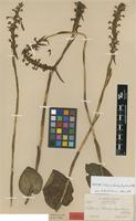 Isotype of Satyrium brachyrhynchum Schltr. [family ORCHIDACEAE]