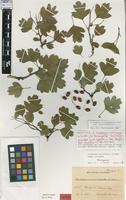Neotype of Crataegus curvisepala Lindm. [family ROSACEAE]