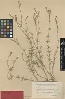 Type of Silene barrattei Murb. [family CARYOPHYLLACEAE]