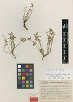 Syntype of Lotononis laxa Eckl.&Zeyh. var. multiflora Dummer [family FABACEAE]