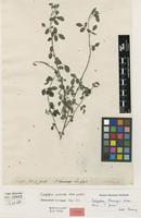 Type of Indigofera thonningii Schumach.&Thonn. [family FABACEAE]