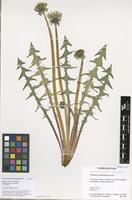 Filed as Taraxacum angustisquameum Dahlst. ex H.Lindb. [family ASTERACEAE]
