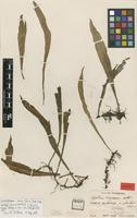 Isotype of Loxogramme fauriei Copel. [family LOXOGRAMMACEAE]