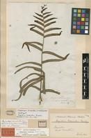 Lectotype of Aspidium biserratum Sw. [family NEPHROLEPIDACEAE]