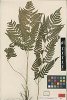 Type? of Dryopteris polita Rosenst. [family DRYOPTERIDACEAE]