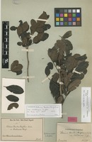 Syntype of Schinus terebinthifolius Raddi var. raddianus Engl. [family ANACARDIACEAE]