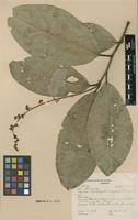 Type of Ampelozizyphus amazonicus Ducke [family RHAMNACEAE]