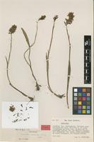 Type of Cranichis crumenifera Garay [family ORCHIDACEAE]