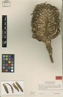 Isotype of Aechmea strobilacea L.B.Sm. [family BROMELIACEAE]