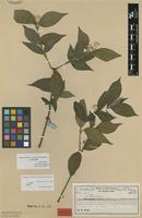 Isotype of Alternanthera scandens Herzog [family AMARANTHACEAE]