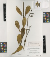 Isotype of Sipapoantha ostrina Maguire & B.M.Boom [family GENTIANACEAE]
