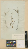Type of Telanthera crucis Moq. [family AMARANTHACEAE]