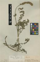 Type of Acaena hieronymi Kuntze var. robusta Bitter [family ROSACEAE]