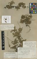 Type of Acaena magellanica (Lam.) Vahl var. pubescens Bitter [family ROSACEAE]