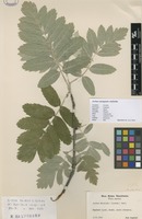 Filed as Sorbus aucuparia x hybrida [family ROSACEAE]
