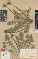 Syntype of Taraxacum latissimum Palmgr. [family ASTERACEAE]
