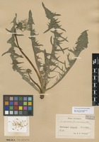 Syntype of Taraxacum pannucium Dahlst. [family ASTERACEAE]