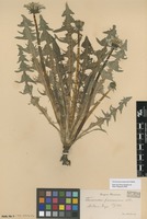 Syntype of Taraxacum pannucium Dahlst. [family ASTERACEAE]