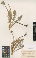 Isolectotype of Taraxacum piceatum Dahlst. [family ASTERACEAE]