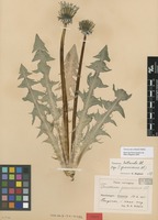 Syntype of Taraxacum granvinense Dahlst. [family ASTERACEAE]