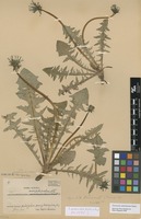 Isotype of Taraxacum amphiodon Dahlst. ex G.E.Haglund [family ASTERACEAE]