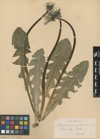 Syntype of Taraxacum ancistrolobum Dahlst. [family ASTERACEAE]