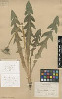 Syntype of Taraxacum ancistrolobum Dahlst. [family ASTERACEAE]