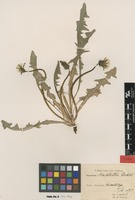 Syntype of Taraxacum nordstedtii Dahlst. [family ASTERACEAE]