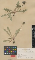 Syntype of Taraxacum nordstedtii Dahlst. [family ASTERACEAE]