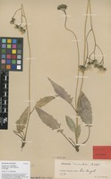 Isolectotype of Hieracium silvaticum Porta subsp. maculosum Dahlst. ex Stenstr. [family ASTERACEAE]