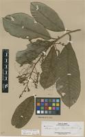 Isotype of Melanochyla elmeri Merr. [family ANACARDIACEAE]