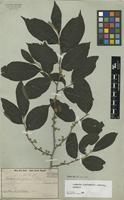 Syntype of Casearia lasiophylla Eichler [family SALICACEAE]