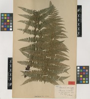 Type of Polystichum multifidum T.Moore var. dusenii C.Chr. [family DRYOPTERIDACEAE]