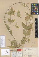 Holotype of Iresine hebanthoides Suess. [family AMARANTHACEAE]