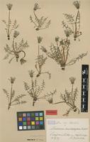 Isolectotype of Taraxacum lacistophyllum Dahlst. [family ASTERACEAE]