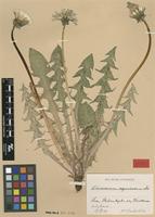 Isolectotype of Taraxacum aequilobum Dahlst. [family ASTERACEAE]