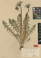 Isotype of Taraxacum acutisectum Markl. [family ASTERACEAE]