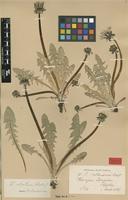 Isotype of Taraxacum alatum H.Lindb. [family ASTERACEAE]
