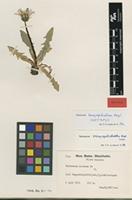 Isotype of Taraxacum barycephalum G.E.Haglund [family ASTERACEAE]