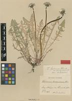 Isolectotype of Taraxacum brachycranum Dahlst. [family ASTERACEAE]
