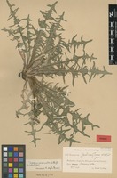 Isolectotype of Taraxacum canoviride H.Lindb. [family ASTERACEAE]