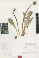 Isotype of Taraxacum cardiastrum Sahlin [family ASTERACEAE]