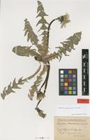 Isotype of Taraxacum chloroleucum Dahlst. [family ASTERACEAE]