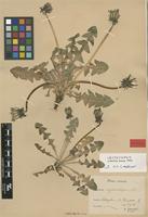 Lectotype of Taraxacum cyanolepis Dahlst. [family ASTERACEAE]