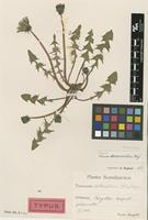Holotype of Taraxacum disseminatum G.E.Haglund [family ASTERACEAE]