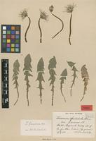 Isotype of Taraxacum spectabile Dahlst. var. faeroense Dahlst. [family ASTERACEAE]