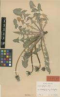 Holotype of Taraxacum fulgidum G.E.Haglund [family ASTERACEAE]