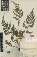 Holotype of Cyathea polypodioides Sw. [family CYATHEACEAE]