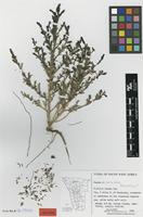 Isotype of Suaeda salina B.Nord. [family CHENOPODIACEAE]