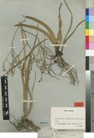 Type? of Trachyandra corymbosa Kunth [family ASPHODELACEAE]